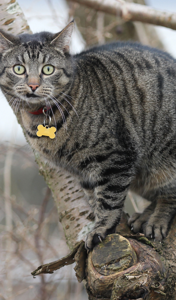 Испуганный серый кот сидит на дереве