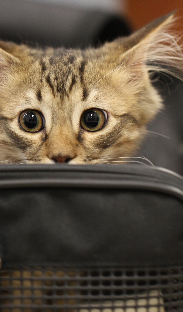 Испуганный серый котенок в черной сумке 