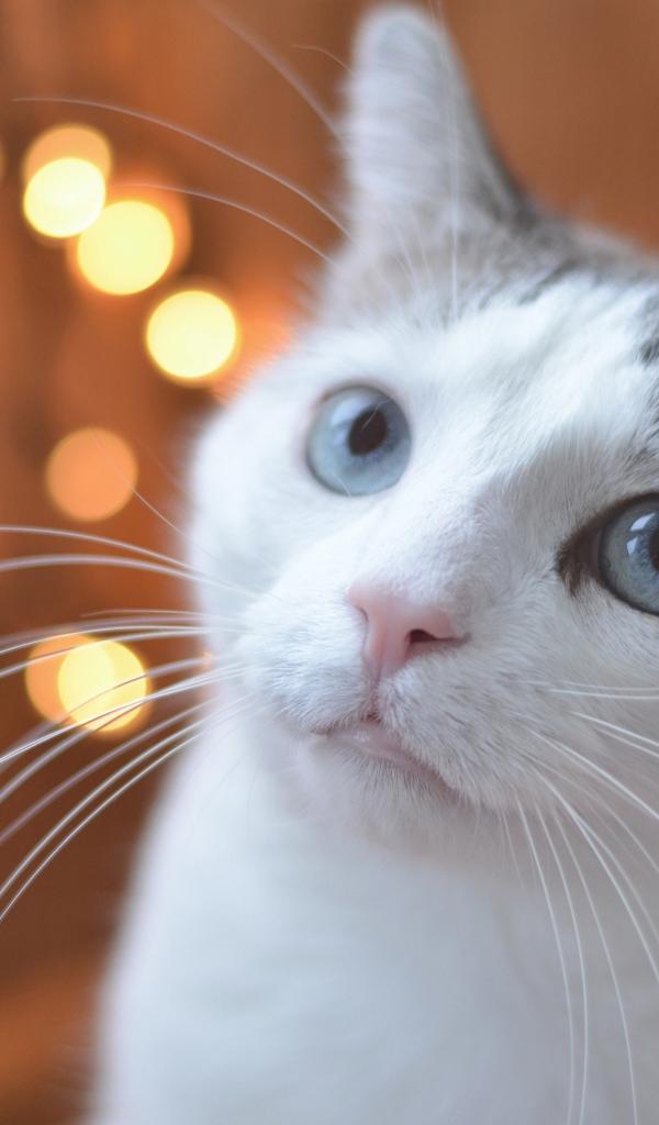 Взгляд серо-белого кота с голубыми глазами