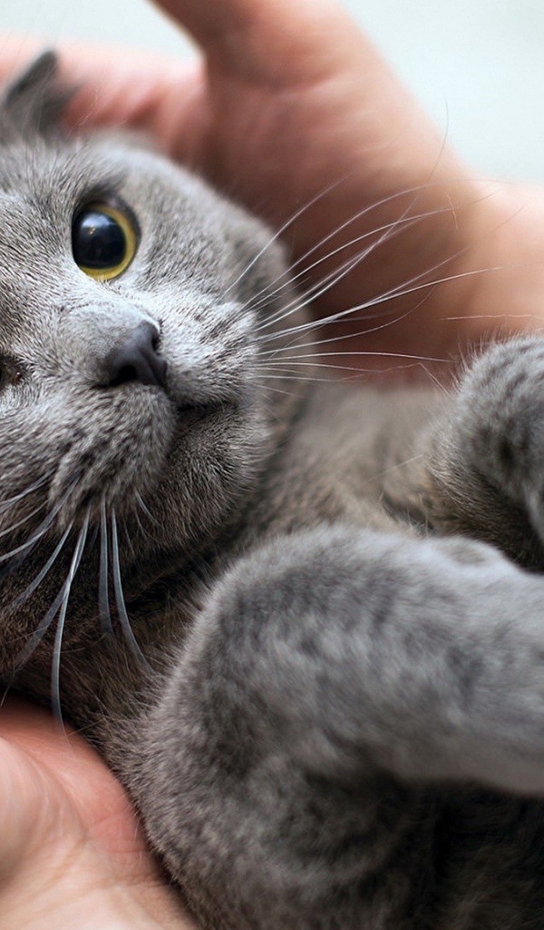 Серый кот британец лежит на руках у человека