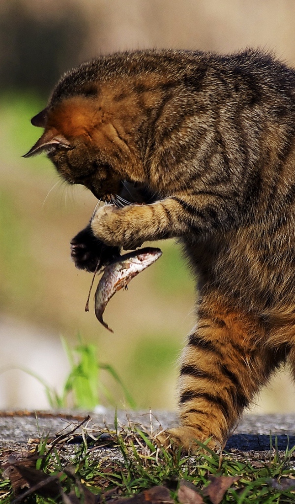 Серый кот поймал маленькую рыбу 