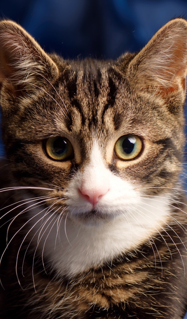 Серая кошка сидит на голубом покрывале 