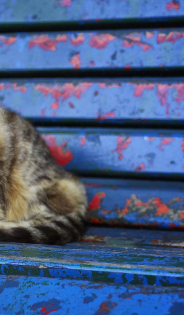 Серый бездомный кот лежит на старой лавке