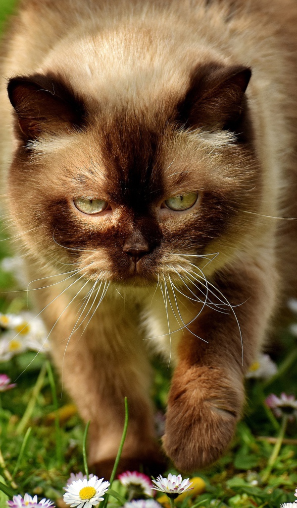 Большой сиамский кот идет по белым цветам маргариткам