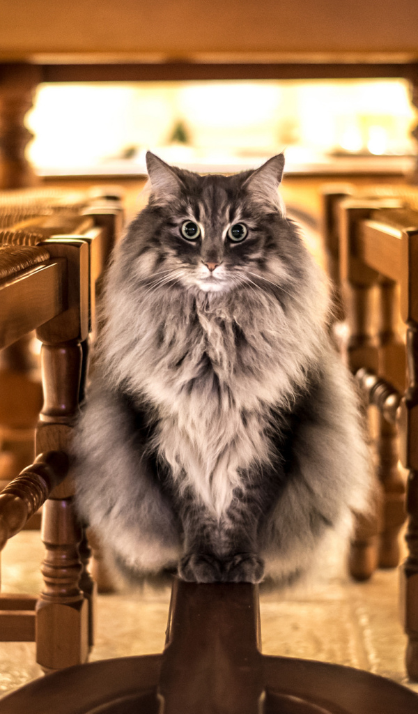 Большой серый кот сидит под столом 