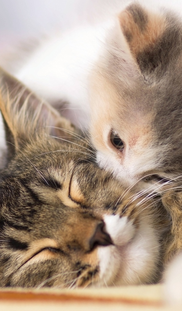 Маленький милый котенок целует свою маму
