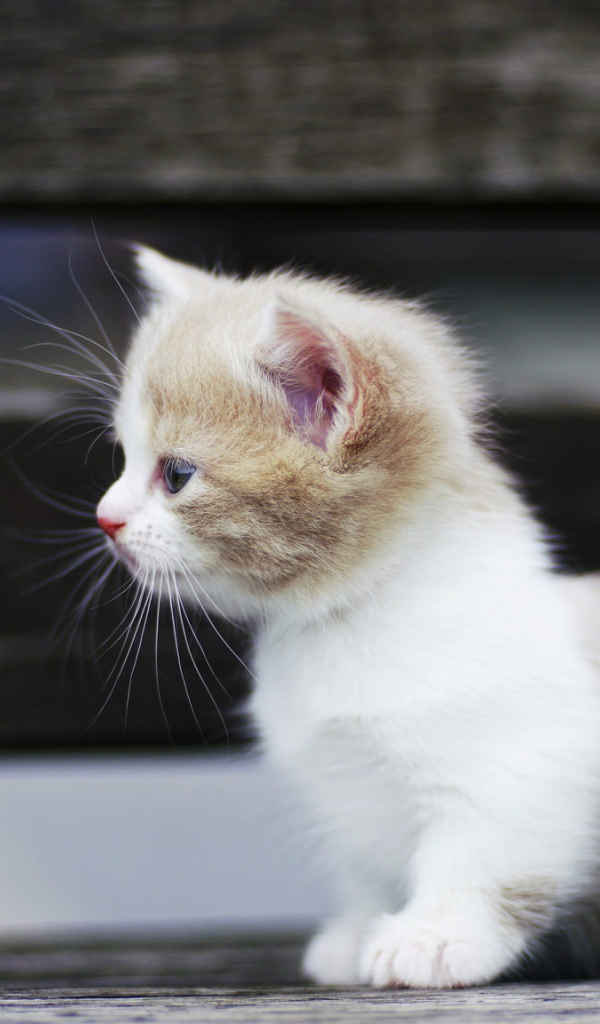 Маленький забавный коротколапый котенок