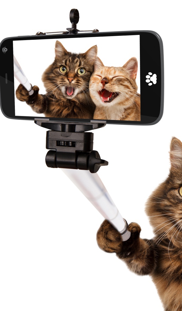 Рыжий и серый кот делают селфи на белом фоне