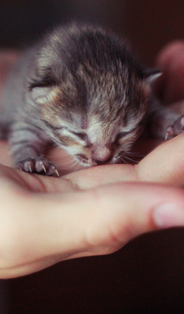 Маленький серый слепой котенок на ладонях