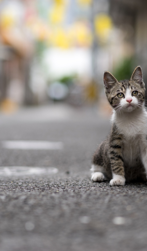 Маленький серый котенок сидит на дороге