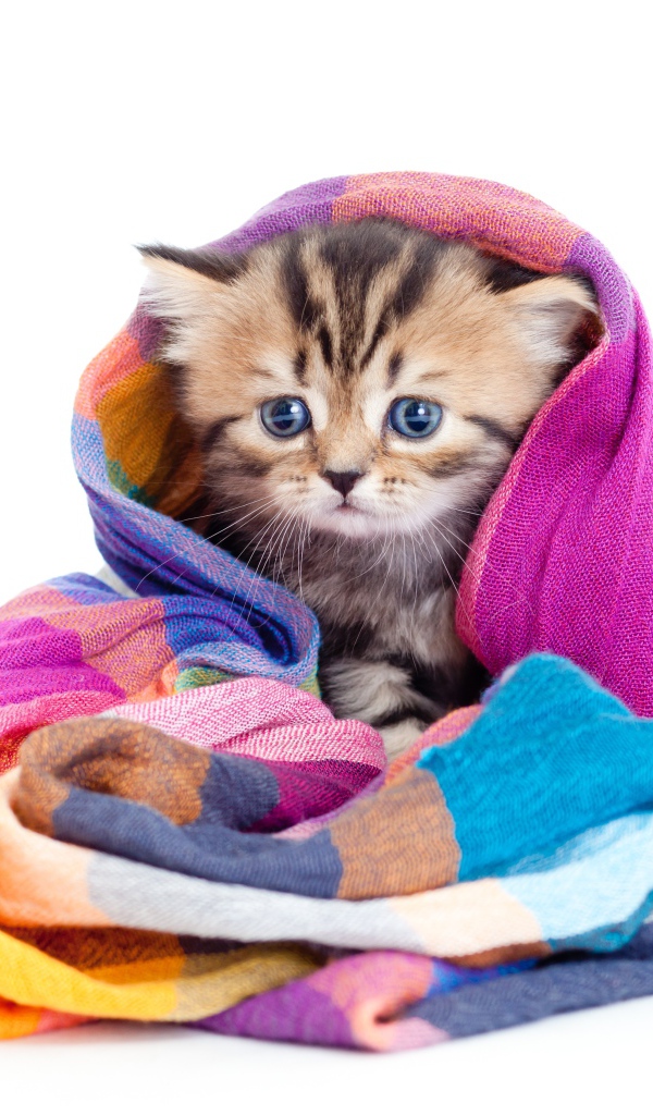 Маленький котенок укутан в разноцветный шарф на белом фоне