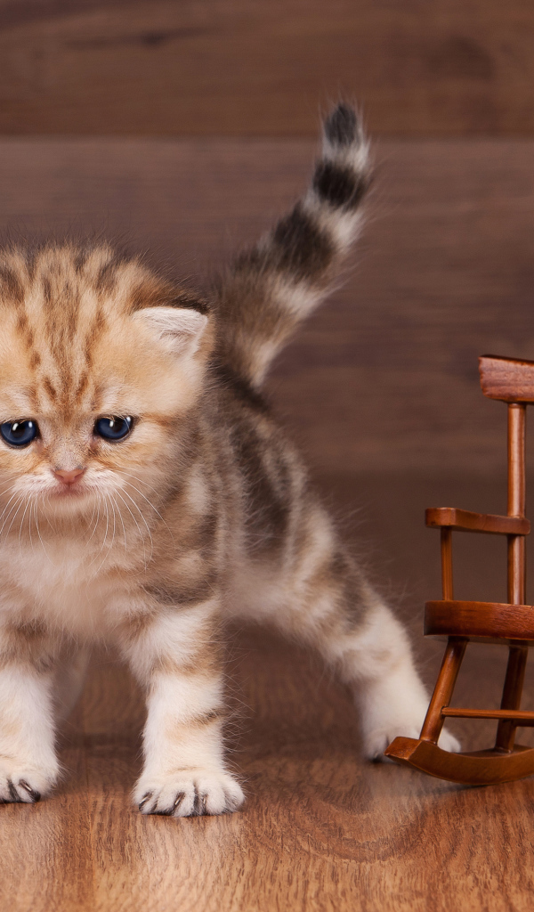 Маленький котенок рядом с игрушечным деревянным креслом