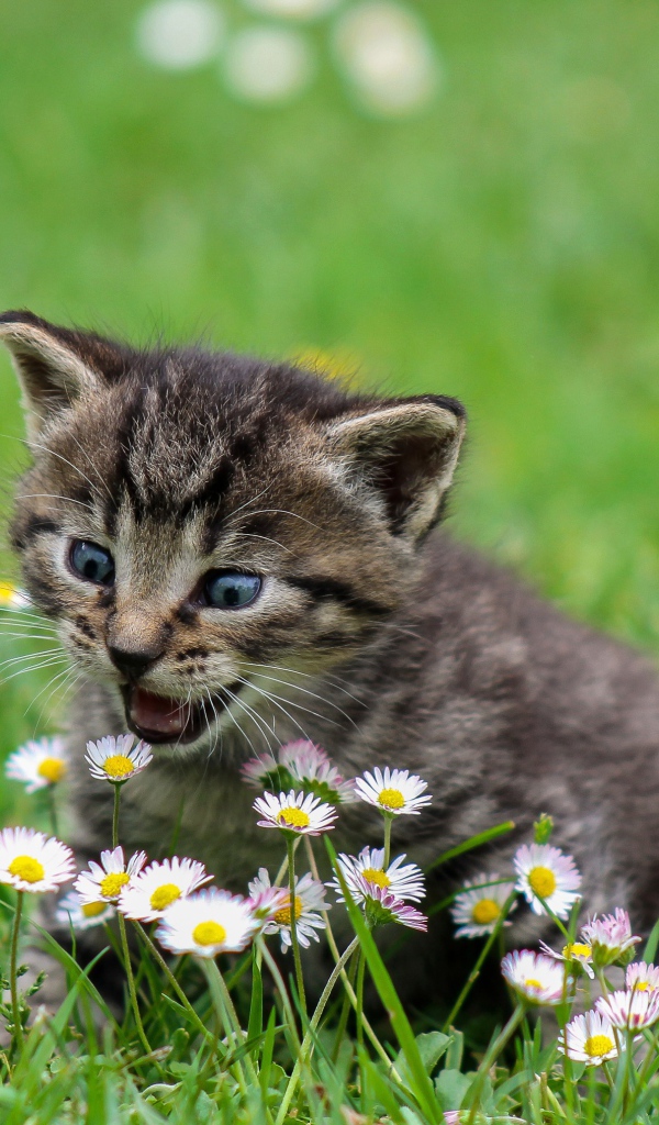 Маленький котенок сидит в зеленой траве с белыми ромашками