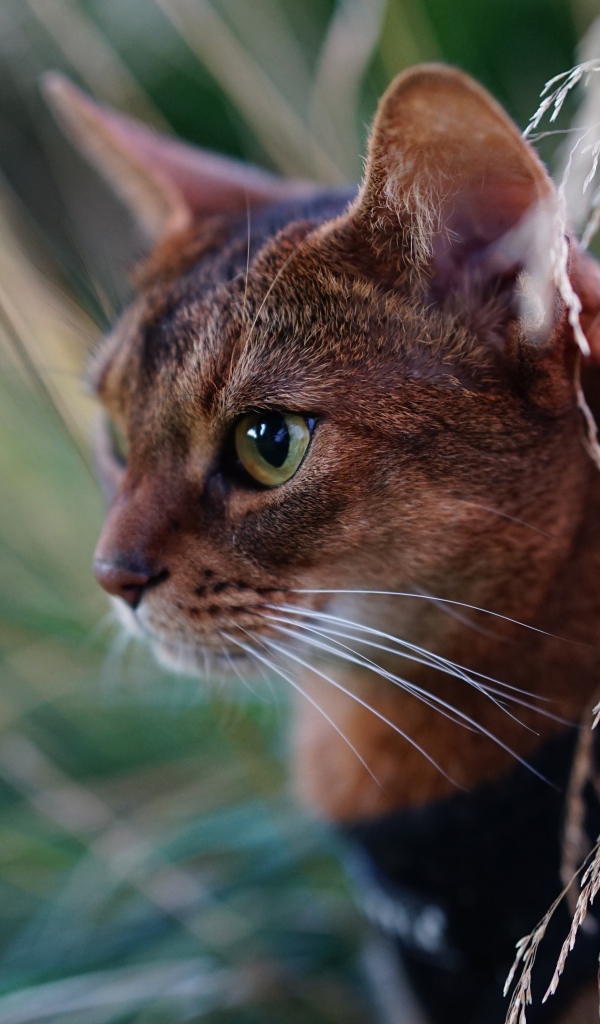 Красивая абиссинская короткошерстная кошка