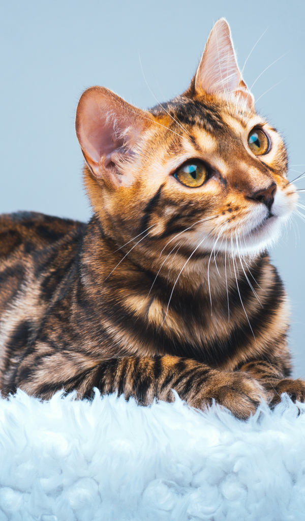 Красивая бенгальская кошка смотрит заинтересованным взглядом