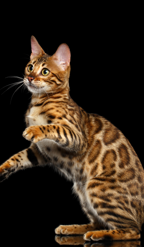 Красивая Бенгальская кошка на черном фоне