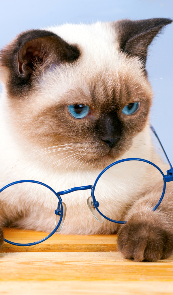Красивый сиамский кот с синими очками