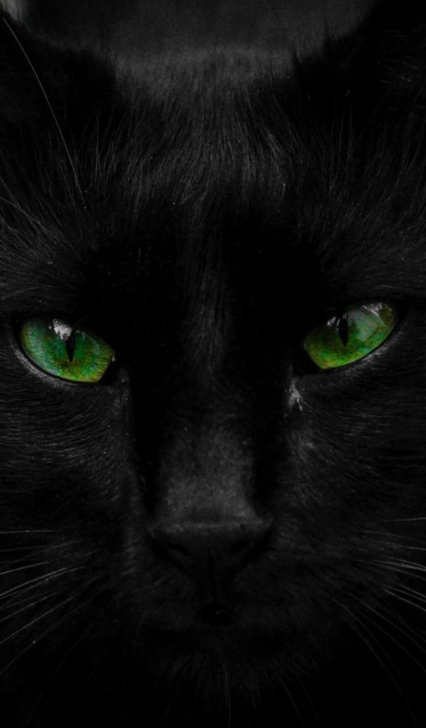 Красивый черный кот с большими зелеными глазами
