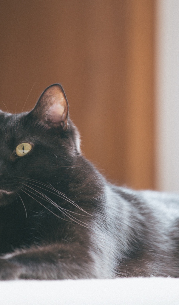 Красивый черный кот с блестящей шерстью