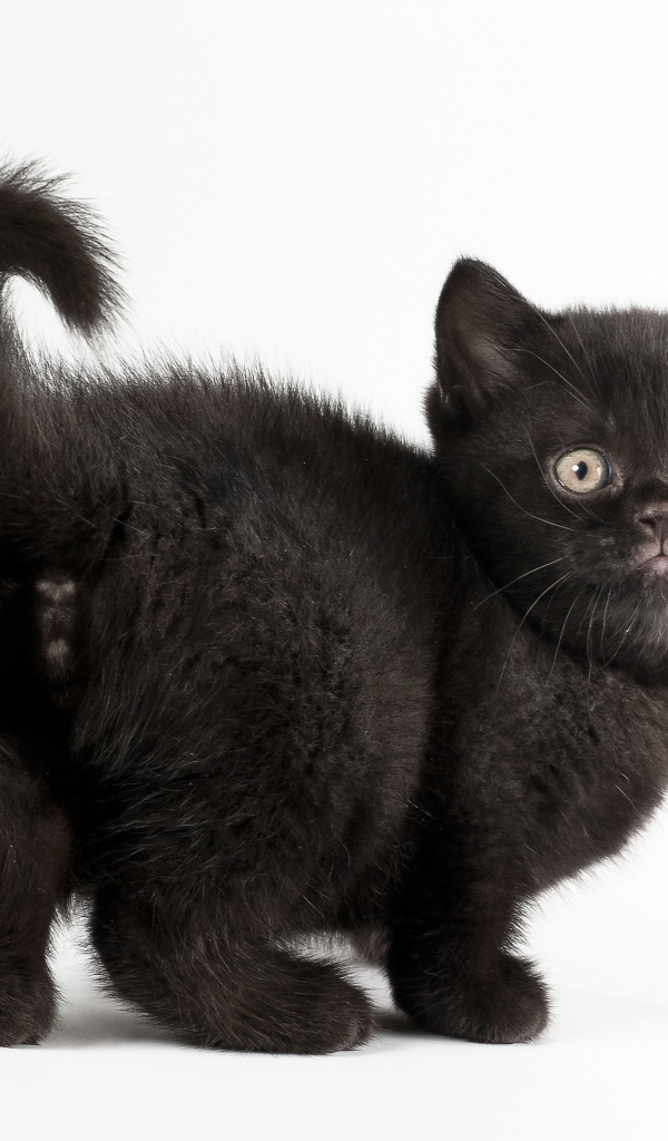 Красивый черный котенок на белом фоне