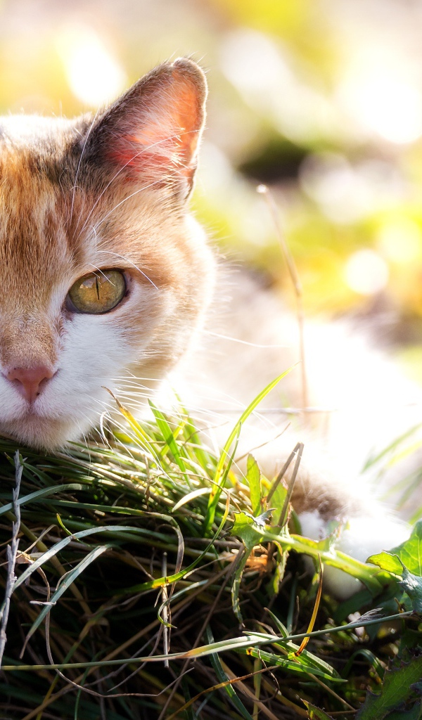 Красивая кошка с выразительным взглядом лежит на траве