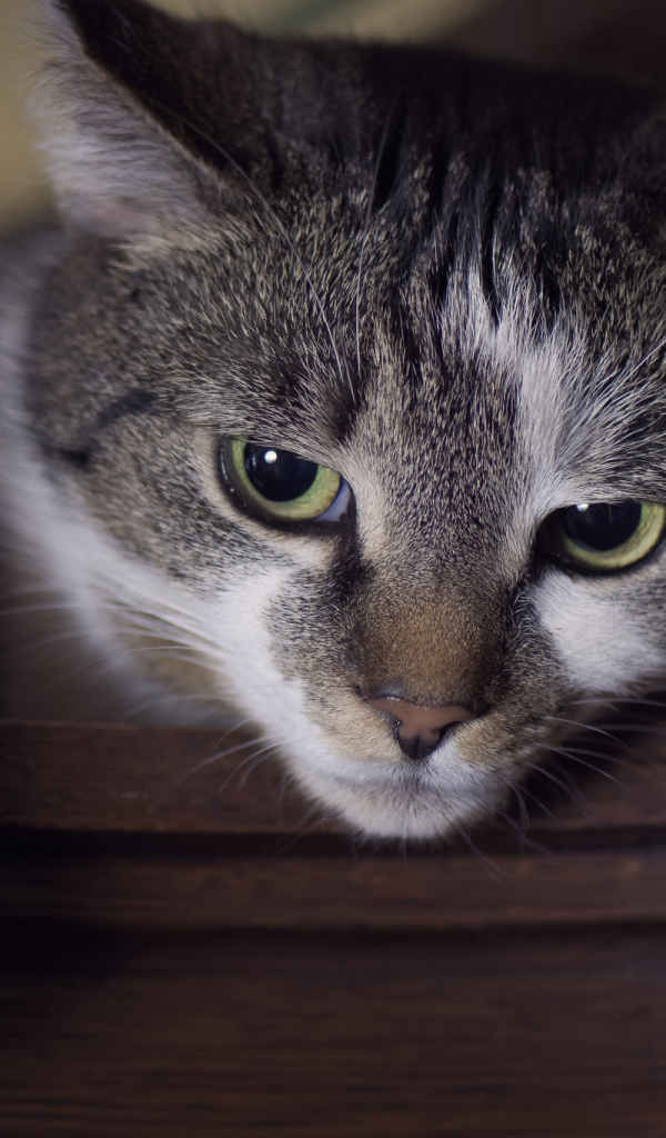 Красивый кот с зелеными глазами крупным планом