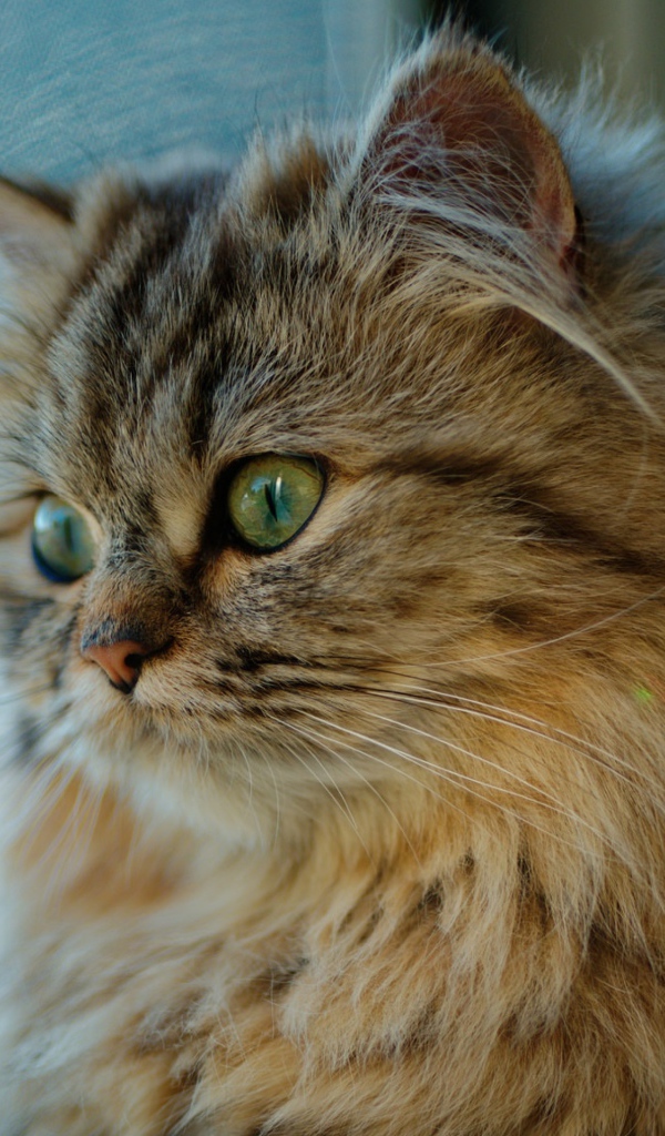 Красивый пушистый зеленоглазый кот смотрит в окно