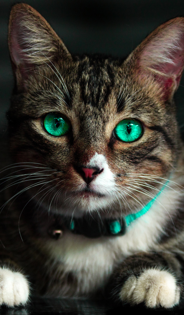Красивый зеленоглазый серый кот с ошейником 