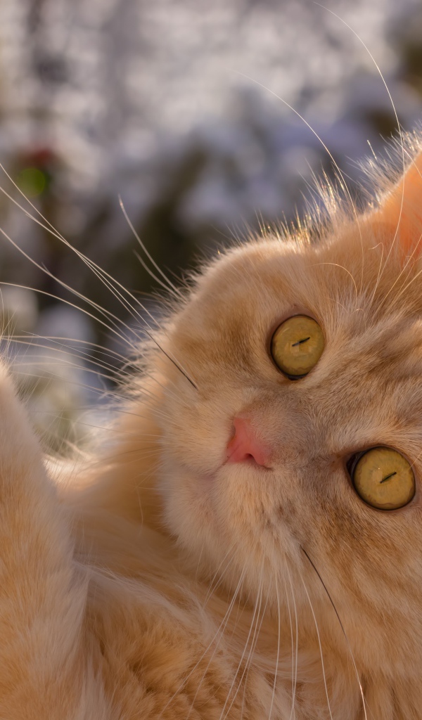 Красивый рыжий зеленоглазый кот