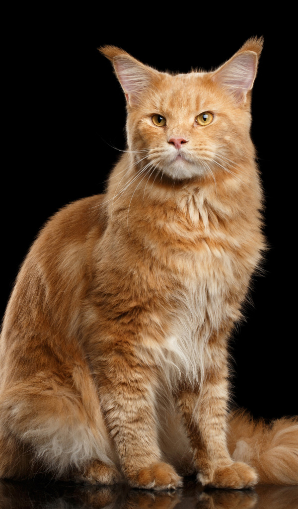 Красивый рыжий кот породы мейн-кун на черном фоне