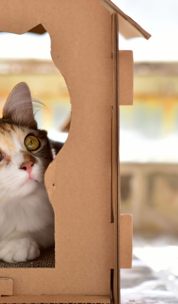 Красивый рыжий кот в картонной коробке 