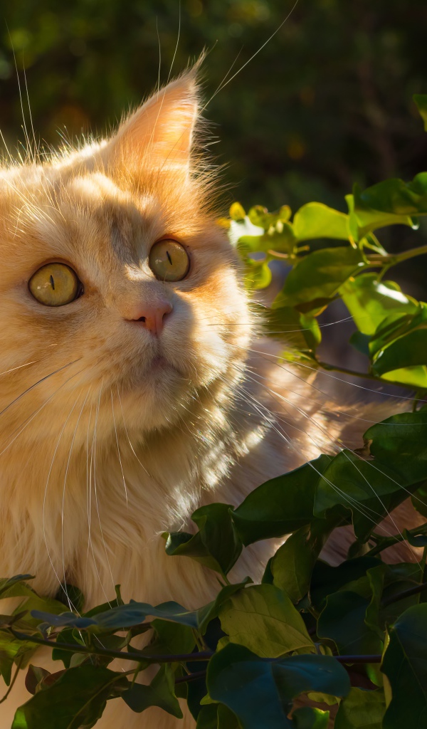Красивый рыжий кот в лучах солнца