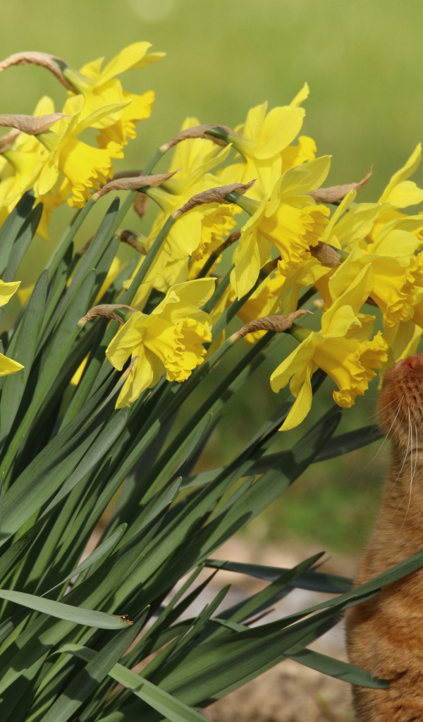 Красивый рыжий кот нюхает желтые нарциссы на клумбе