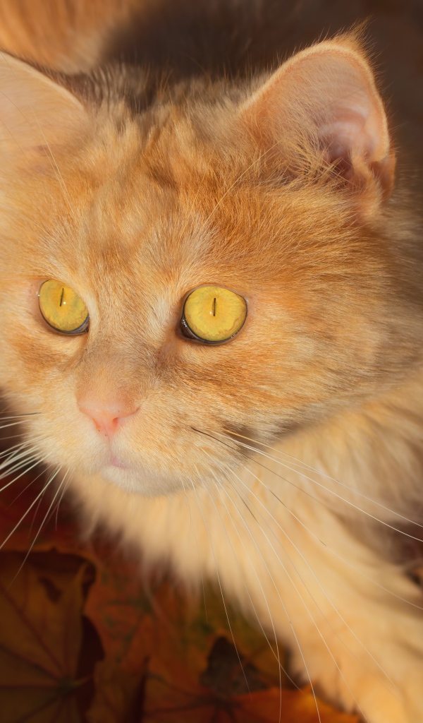 Красивый рыжий пушистый кот лежит на желтой траве