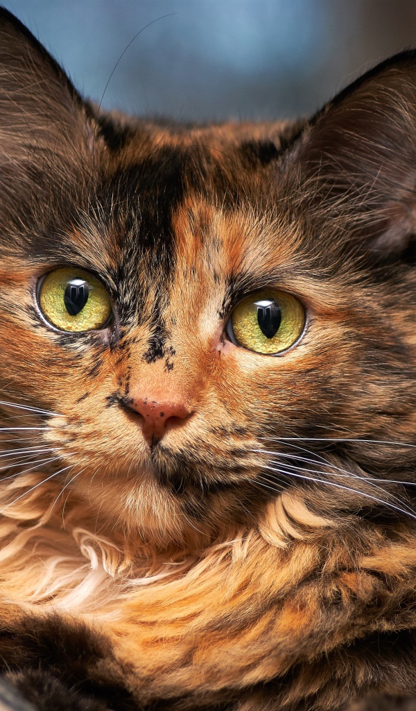 Красивая трехцветная кошка с большими зелеными глазами 