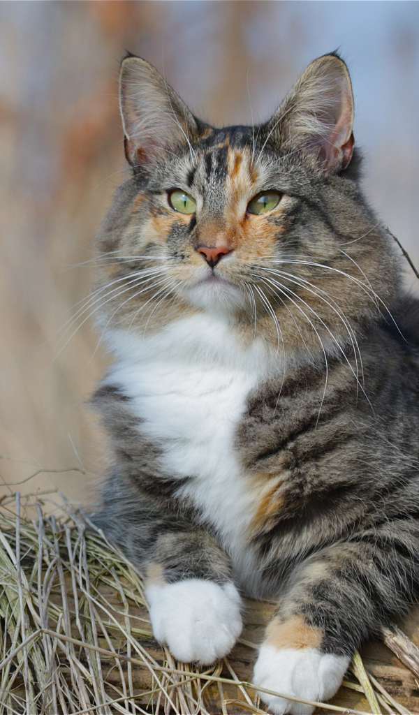 Большой красивый пушистый кот лежит на дереве 