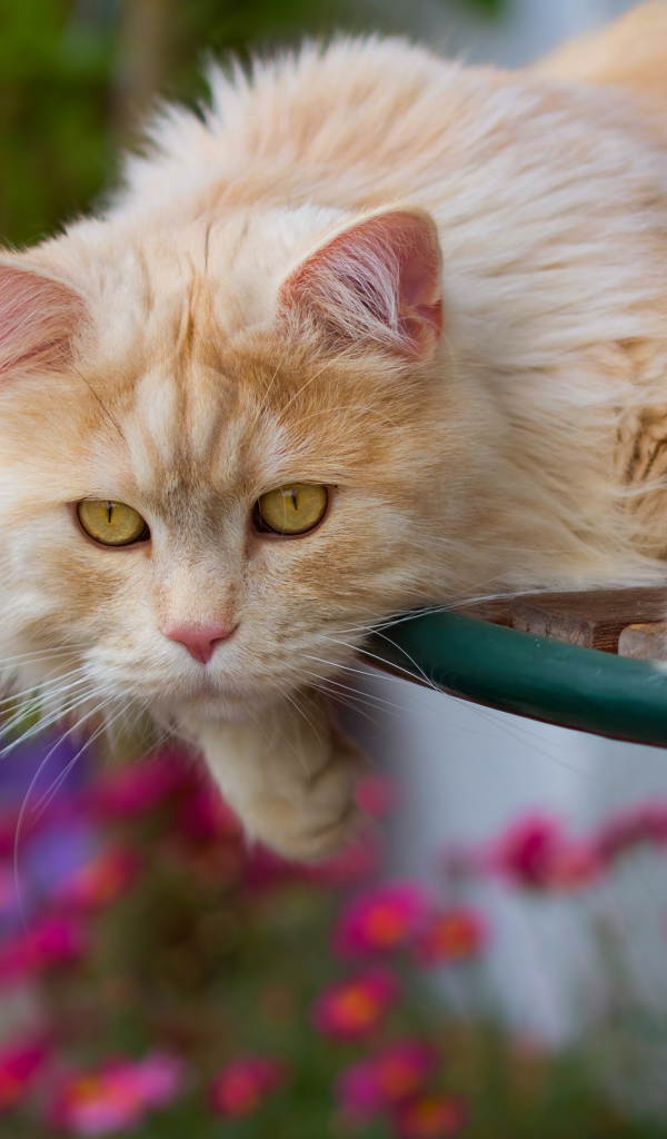 Большой красивый рыжий кот с желтыми глазами 