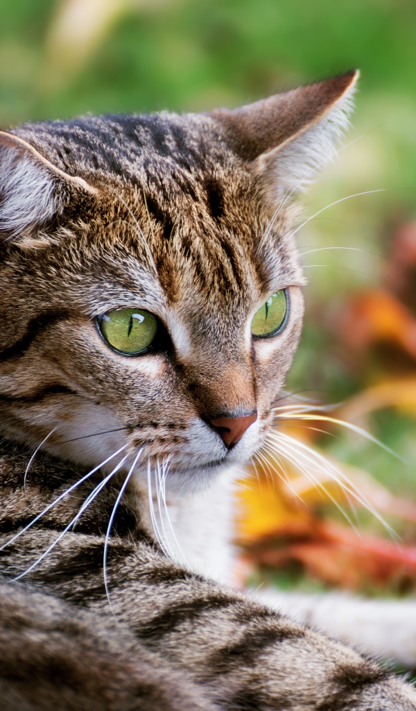 Большой серый зеленоглазый кот лежит на зеленой траве