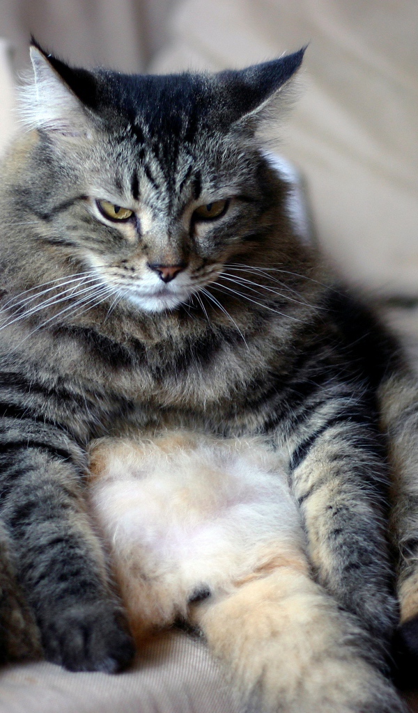 Большой грустный серый кот сидит на диване