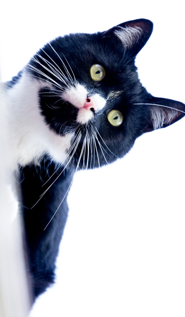 Черно-белый кот выглядывает из-за угла на белом фоне