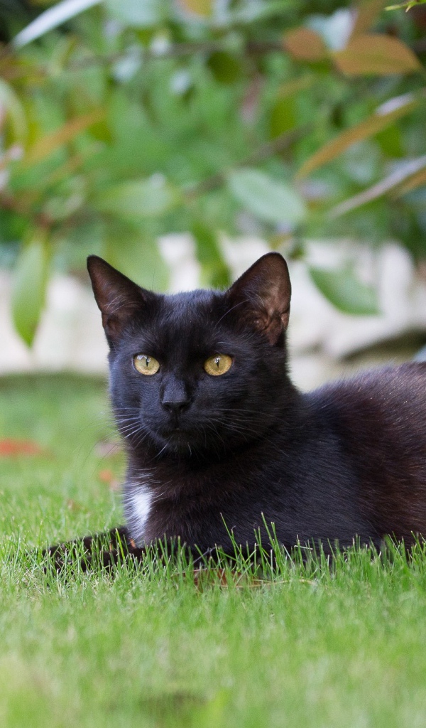 Черный кот лежит на зеленой траве 