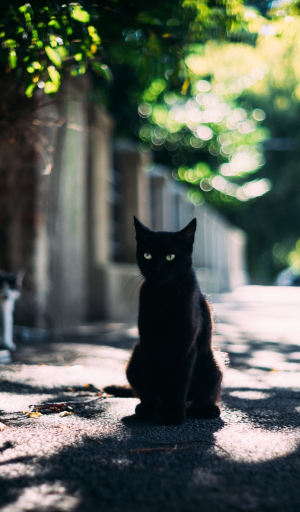 Черный зеленоглазый кот сидит в тени дерева