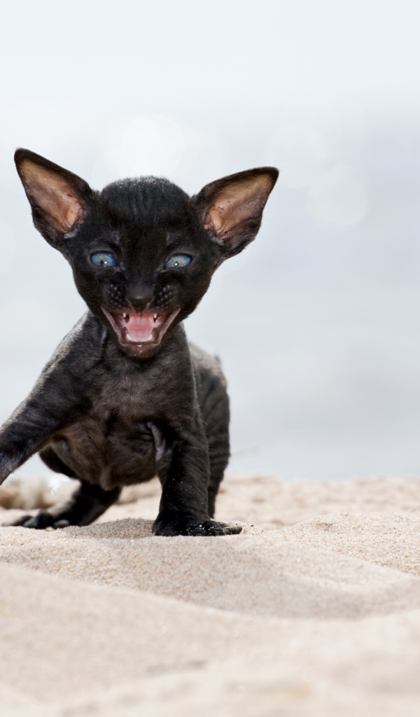 Черный котенок породы Корниш-рекс на песке