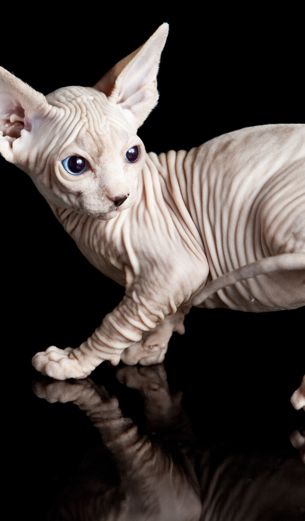 Голубоглазый котенок породы сфинкс на черном фоне