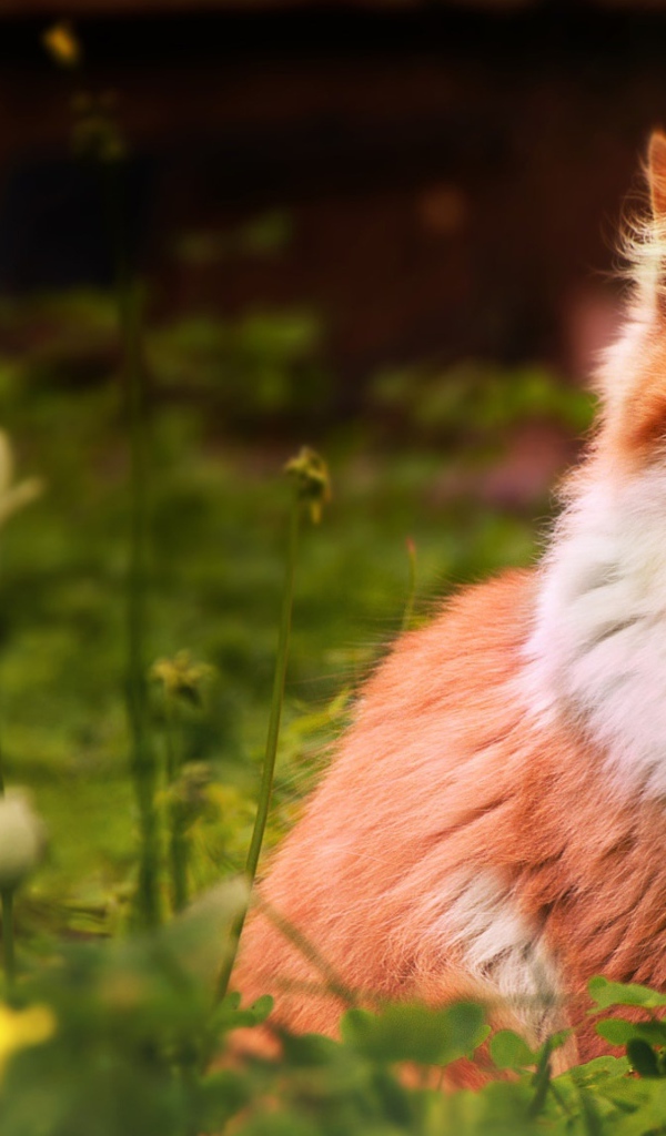 Голубоглазый рыжий кот сидит в зеленой траве