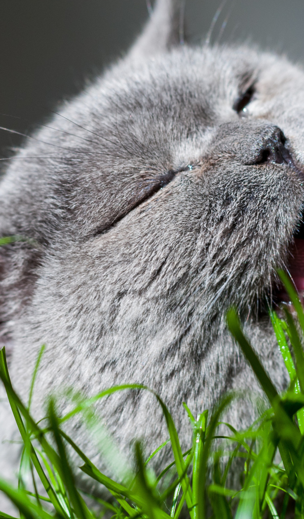 Кот британец грызет зеленую траву
