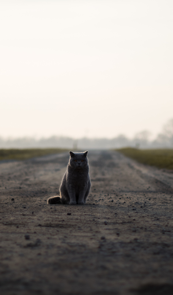 Кот британец сидит на дороге 