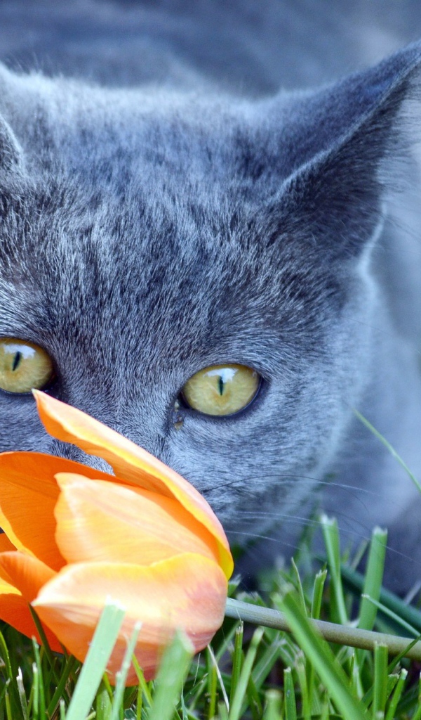 Кот британец нюхает оранжевый тюльпан 