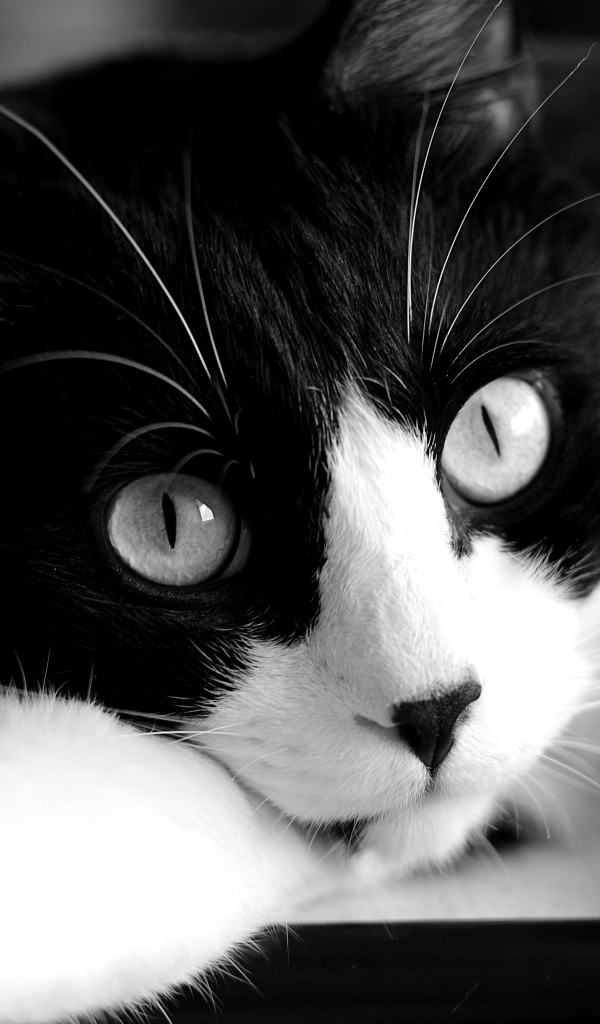 Кот крупным планом черно-белое фото