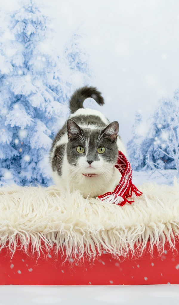 Кот в праздничных красных санях зимой